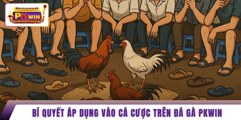 Bí quyết áp dụng vào cá cược trên đá gà PKWIN