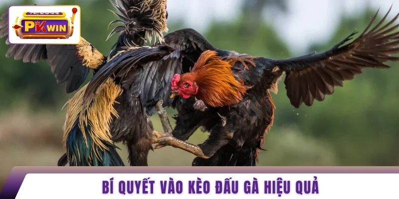 Bí quyết vào kèo đấu gà hiệu quả