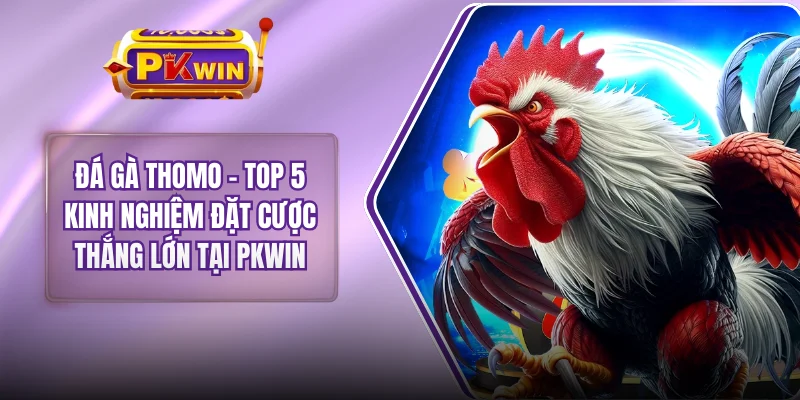Đá Gà Thomo - Top 5 Kinh Nghiệm Đặt Cược Thắng Lớn Tại PKWIN