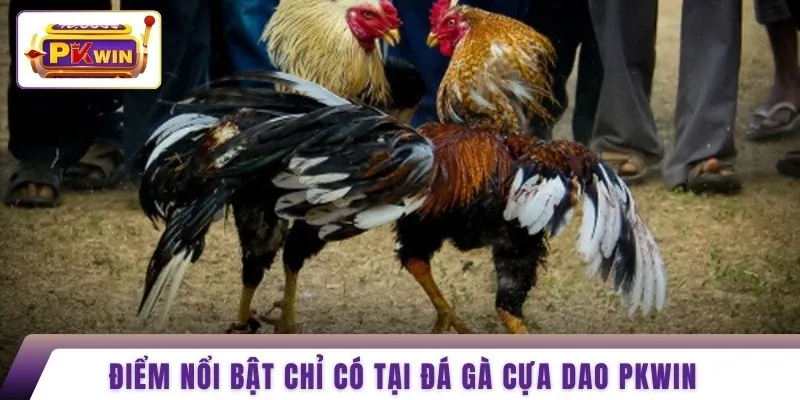 Điểm nổi bật chỉ có tại đá gà cựa dao PKWIN 