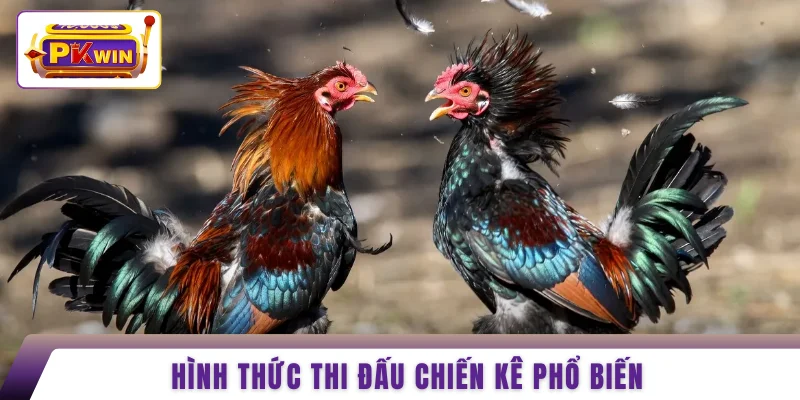Hình thức thi đấu chiến kê phổ biến