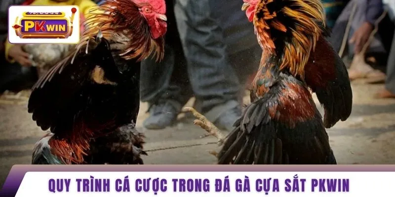Quy trình cá cược trong đá gà cựa sắt PKWIN 